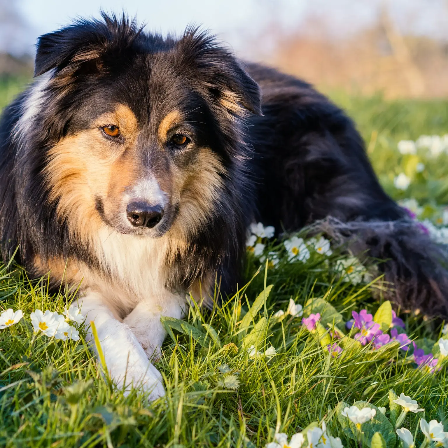 a dog laying in a field of flowers