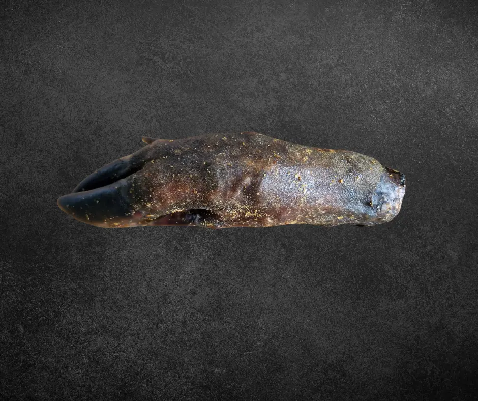 Patte de sanglier