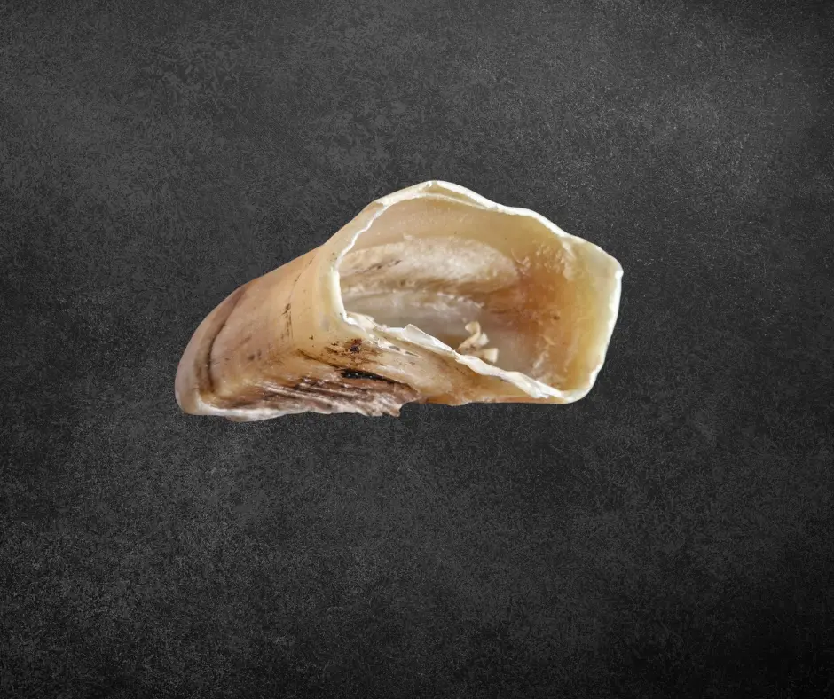 Sabot de bœuf