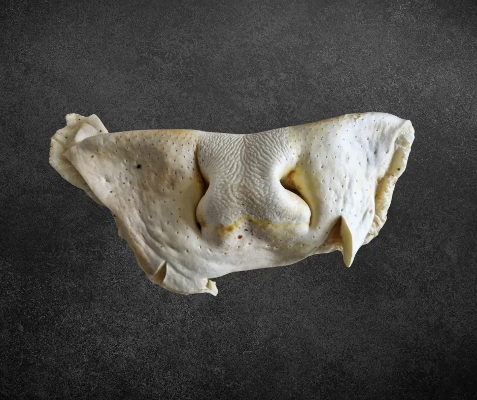 Nez de boeuf blanc