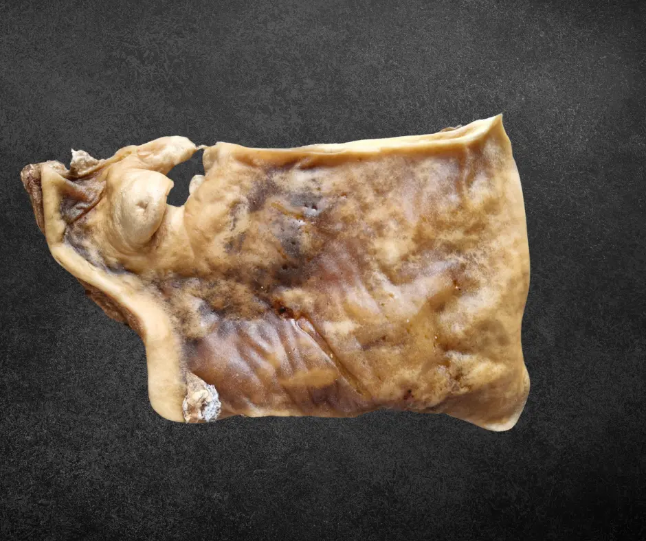Carré de peau de tête de bœuf