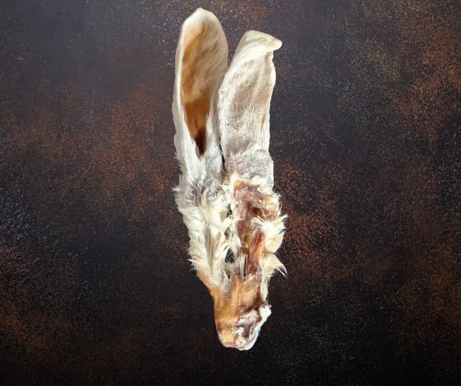 Oreille de lapin avec poils
